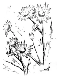Gentle Daisies Drawing