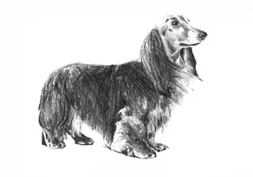 Longhaired Dachshund Sketch