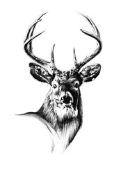 Majestic Buck Portrait