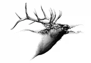 Majestic Elk Bugle