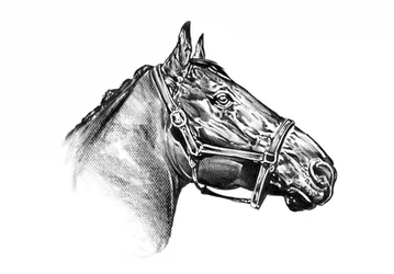 Majestic Horse Drawing
