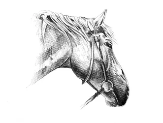 Majestic Horse Drawing