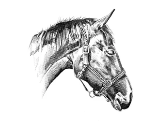Majestic Horse Head Drawing