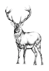 Majestic Stag