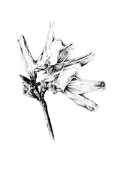 Monochrome Floral Sketch