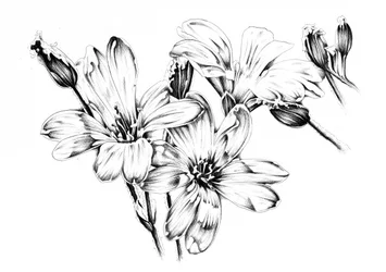 Monochrome Flower Blooms