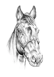Noble Horse Drawing