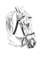 Noble Horse Head Sketch