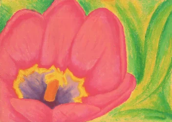 Pink Tulip Blossom