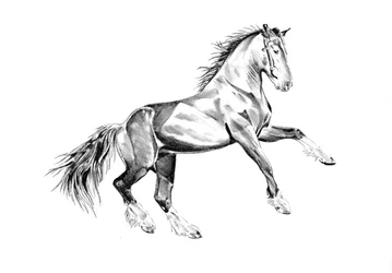 Rearing Majestic Horse