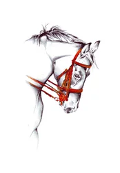 Red Bridle Horse Sketch