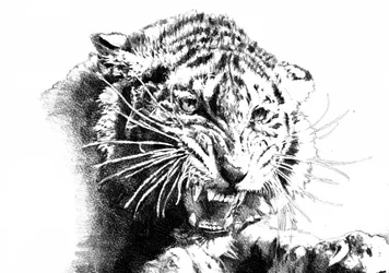 Roaring Tiger