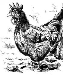 Rustic Hen Illustration