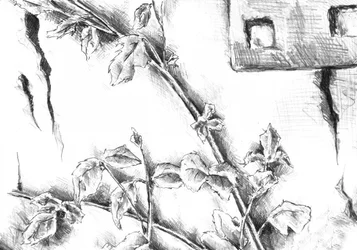 Rustic Rose Sketch