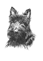 Scottish Terrier Portrait
