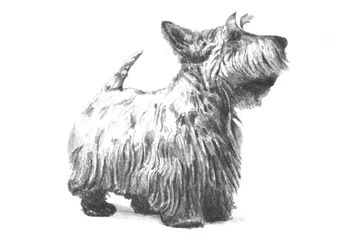Scottish Terrier Sketch