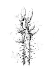 Spiky Botanical Drawing