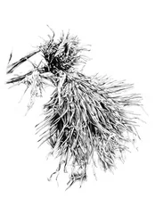 Spiky Thistle Texture