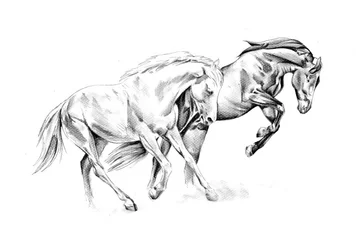 Spirited Equine Dance