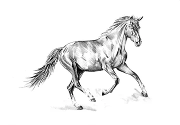 Spirited Horse Gallop