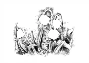 Spring Snowdrop Sketch
