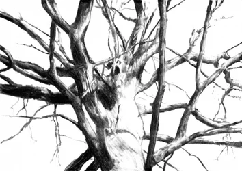 Stark Bare Tree Drawing