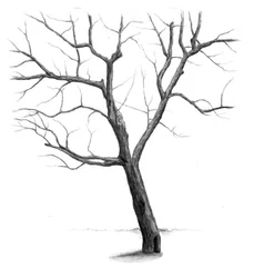 Stark Winter Tree