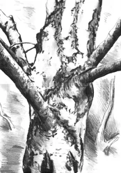 Textured Tree Trunk
