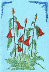 Vibrant Red Bell Flowers