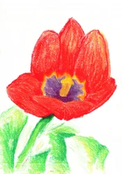 Vibrant Red Tulip