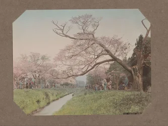 People and Cherry Blossoms on Either Side of a Stream in Koganei, Tokyo, Japan