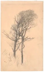 Two Trees with Low Undergrowth
