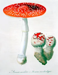 Amanita Muscaria Fly Agaric