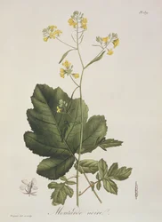 Brassica nigra from 