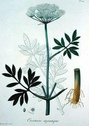 Cicuta Virosa from 