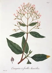 Cinchona from 