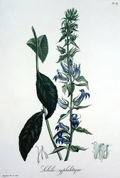 Lobelia Siphilitica from 