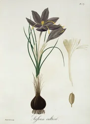 Saffron Crocus from 