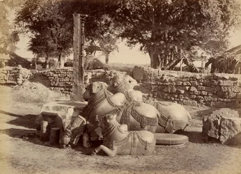 Sacred Bulls in Warungal Fort