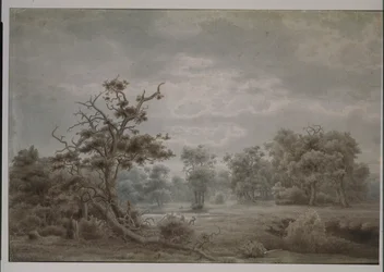 Forest landscape from Dusseldorf