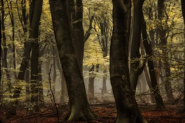 Misty Autumn Forest