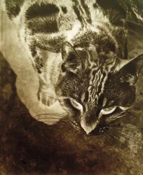 Cat (Negative Print)