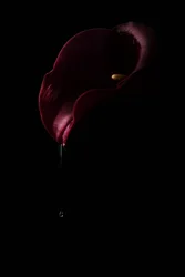 Deep Red Calla Drop