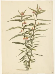 Blooming Bloodflower (Asclepias curassavica)