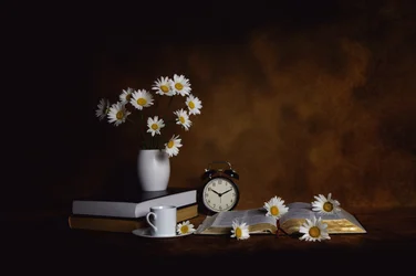 Daisies Books Morning Peace
