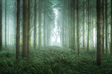 Bramble Path, 2023
