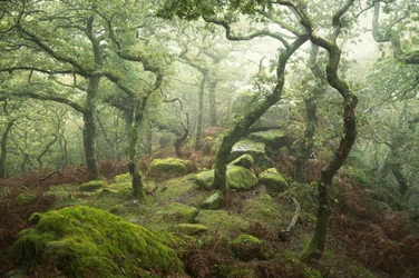 Dewerstone