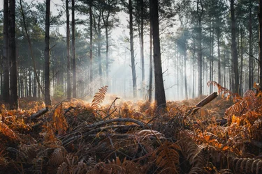 Fern & Fog