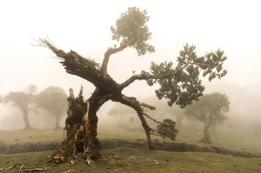 Fogborn