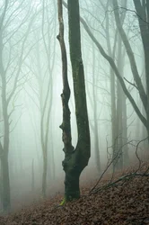 Forgotten Woods, 2024